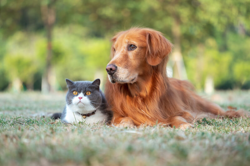 Senior Pets Senior Pets