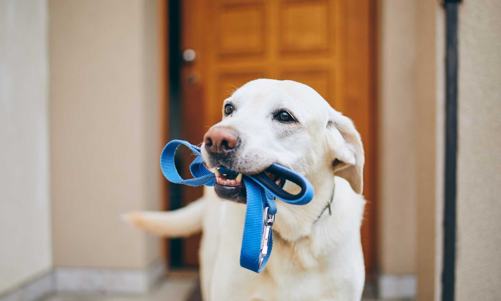 Dog holding a leash