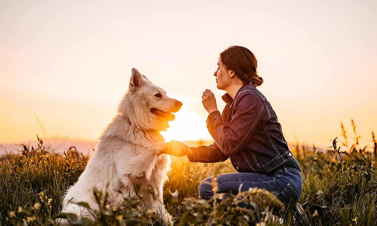 Woman shaking hands with a dog before a sunset